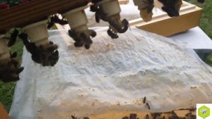 ВЫВОД ПЧЕЛОМАТОК \ НЕ ПОЛНОЕ ОСИРОТЕНИЕ И МАТОЧНИКИ В ПЧЕЛОСЕМЬЕ