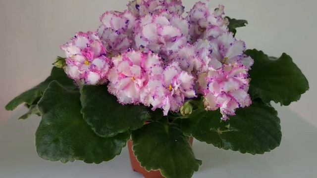 NiK-Королеская Тиара. Очень хотелось передать этот сорт. Он восхитителен!