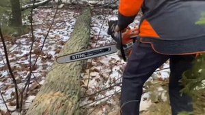Бензопила STIHL MS500i: беглый обзор и пробный рез дуба. STIHL MS500i: quick review and trial cut.