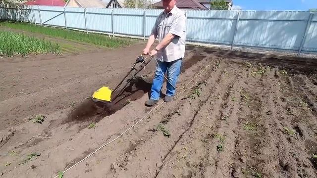 КАК ИЗБАВИТЬСЯ ОТ СОРНЯКОВ НА КАРТОФЕЛЕ.   Прополка и культивация