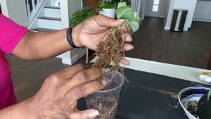 Growing in Leca Pt 7 Scindapsus Pictus Silver Hero Care Propagation in Leca House Plants In Leca