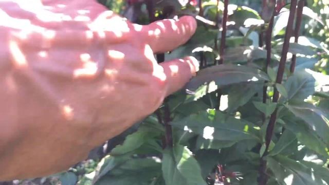 Убралась в саду. Делю многолетнюю лобелию «Старшип Скарлет» смотреть онлайн