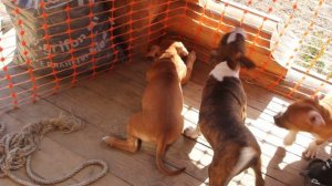 Жадина жадина))) Питомник  Гайджевел'с