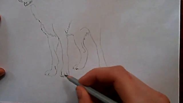 Видео: как нарисовать волка? смотреть онлайн