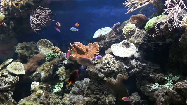Видео для релаксации. Снято в аквариумном салоне «Аква Лого» смотреть онлайн