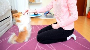 Как Научить Собаку Команде Суслик ll DogSchool