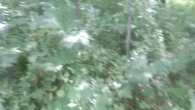 Грибы! Ау! Пошли или нет? лето 2023 смотреть онлайн