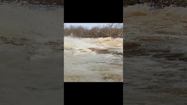 мощный поток воды на реке Оредеж в Ленинградской области.