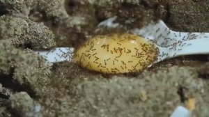 Законы Муравейника