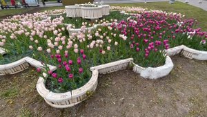 Клумба с Тюльпанами!