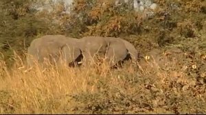 Охота на слона | Blitz-HUNTING