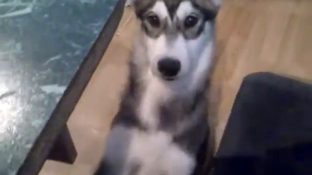 Умничка хаски смотреть онлайн