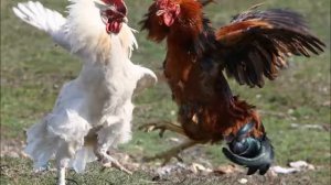 Два петуха. С. Разоренов