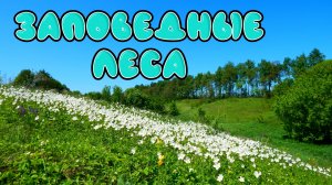 Заповедные леса  Reserved forests