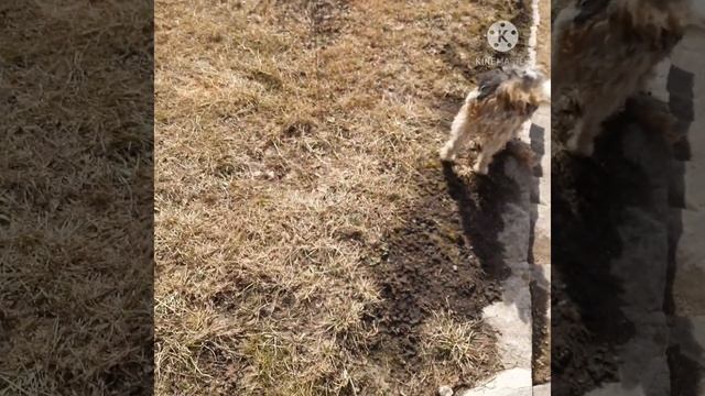 Новый рено дастер 2021 в максимальной комплектации. Грязь в задних подкрылках. смотреть онлайн