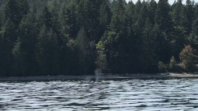 КОСАТКИ, Канада / WHALE WATCHING CRUISE, Canada смотреть онлайн