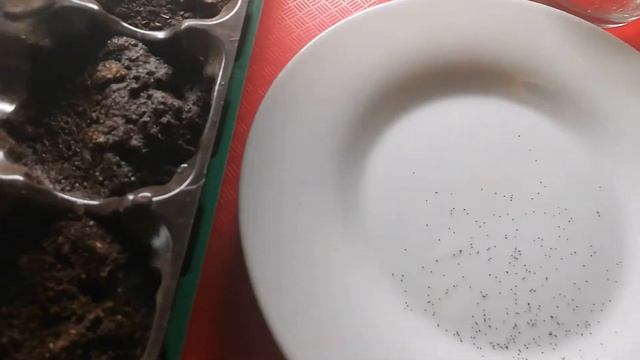 Лобелия Выращивание из семян