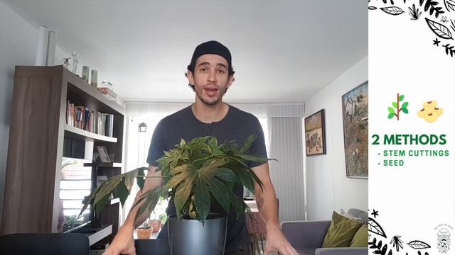 How to Grow and Care for a Fatsia Japonica Indoors смотреть онлайн