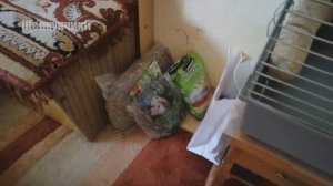 #degu #дегу #щелкунчики Взяли клетку побольше