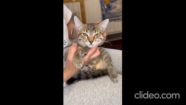 КОТЕНОК КЕКСИК УЖЕ ДОМА! смотреть онлайн