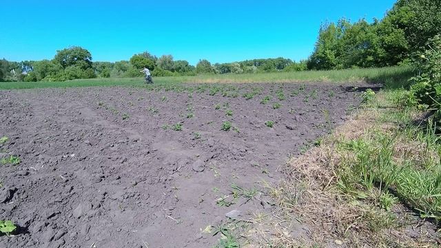 16 минут и гуляй, пропалываем картошку