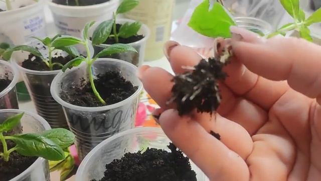 РЕЗУЛЬТАТЫ ЧЕРЕНКОВАНИЯ МЕТЕЛЬЧАТЫХ ГОРТЕНЗИЙ??ВАЖНЫЕ НЮАНСЫ ДЛЯ УСПЕШНОГО ЧЕРЕНКОВАНИЯ‼