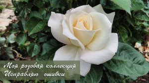 Моя розовая коллекция.  Исправляю ошибки | Дача как есть. Хроника. Осень 2021