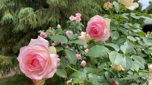 РОЗА. САМАЯ ЛУЧШАЯ РОЗА В МИРЕ. ЕЩЁ ЧУТЬ-ЧУТЬ И ВЕСНА.