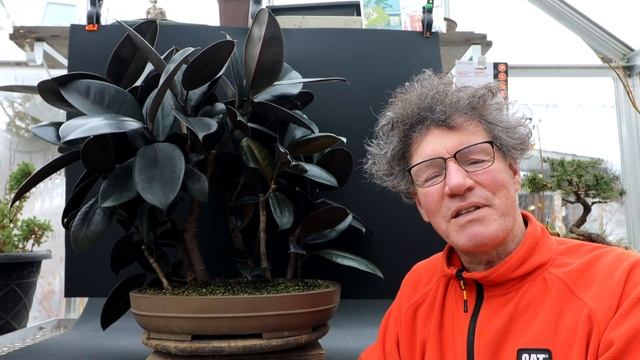 My Indian Rubber Trees (Ficus elastica) Bonsai, The Bonsai Zone, Dec 2021
