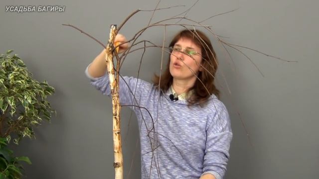 Бонсай из березы (ч.1).