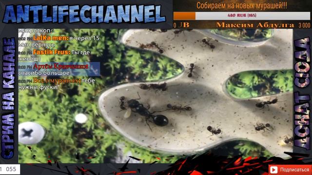 Стрим! Обсуждаем видео "Охота на водолюба " Муравьиная ферма онлайн! смотреть онлайн