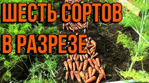 Урожай моркови 2022. 6 сортов..