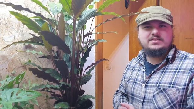 Korbmarante (Calathea rufibarba) - Haltung, Pflege, Standort und Vermehrung der Zimmerpflanze смотреть онлайн