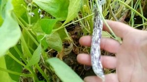 Фасоль Модница, Фламинго и ещё одна от Аэлиты???