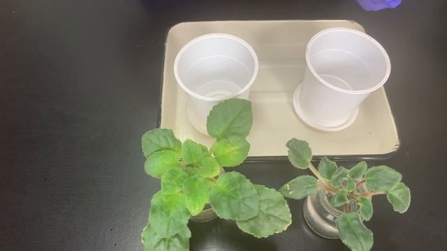 Как омолодить фиалку, дать ей вторую жизнь смотреть онлайн