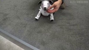 Робот собака нереальная новинка с Алиэкспресс!