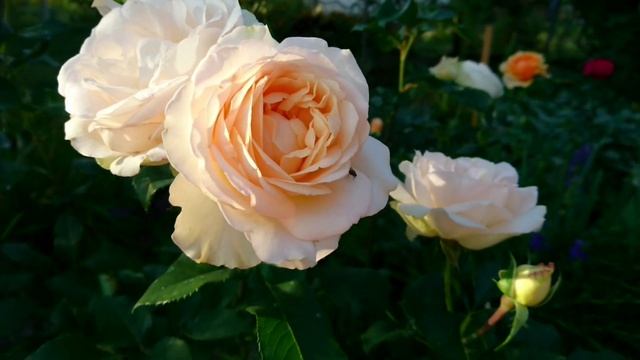 Фитогормоны и Ложная Мучнистая Роса. Где связь? смотреть онлайн