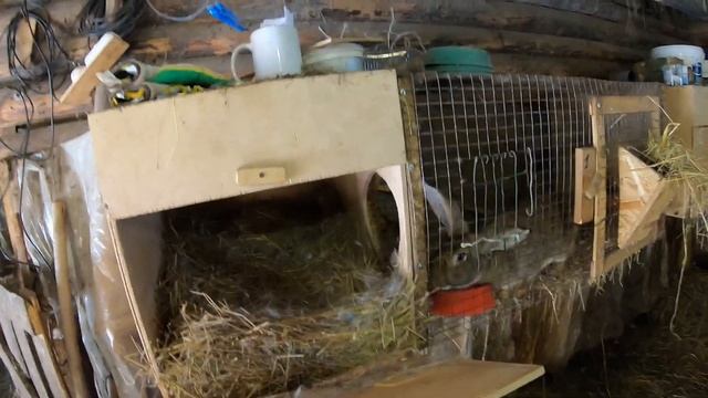 Забой и вес кроликов в 89 и 97 дней. смотреть онлайн