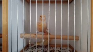 Купил диких певчих птиц. Птичий рынок. Пение гибрида.