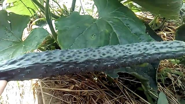 Огурец китайский фермерский F1 сбор смотреть онлайн