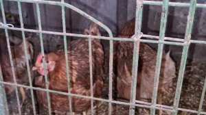 Как проверить несётся курица или нет/100%способ/Куры мотают срок))/Цыплята пьют чай