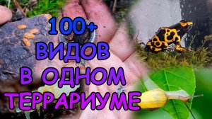 100+ ВИДОВ В ОДНОМ ТЕРРАРИУМЕ #АКВАМЕН #СВОИМИ_РУКАМИ