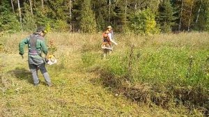 Stihl fs450, Stihl fs 560