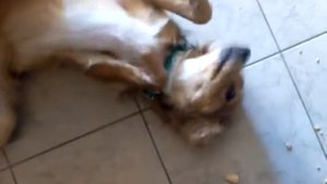 Накосячили собачки, пока дома были одни )))
