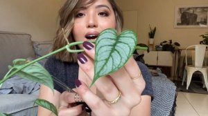 HOW TO PROPAGATE MONSTERA SILTEPECANA | MONSTERA SILTEPECANA CARE