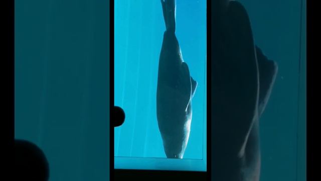 Московский зоопарк #moscow #zoo #москва #московскийзоопарк #животные смотреть онлайн