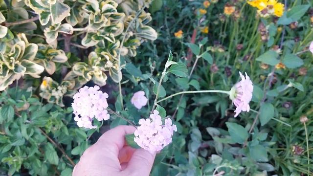 Обзор Цветущих растений на Даче! смотреть онлайн