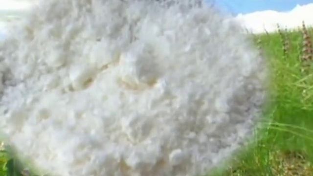 Лечебное кобылье молоко