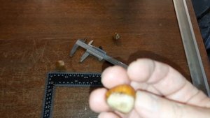 Фундук Подарок Ваничевой, сбор первых орехов 6 сентября 2023