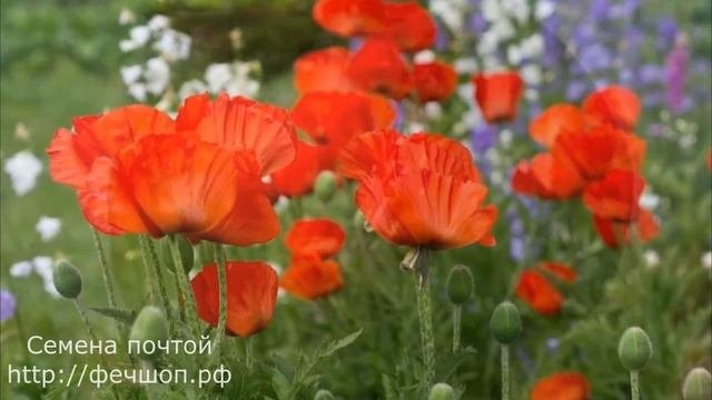 Растения, которые запрещено выращивать на территории РФ